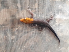 Gonatodes albogularis fuscus