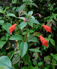 Seemannia nematanthodes