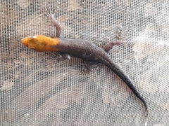 Gonatodes albogularis fuscus