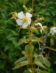 Chaetogastra brachyphylla