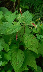 Siphocampylus argentinus