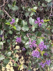 Ceanothus jepsonii jepsonii