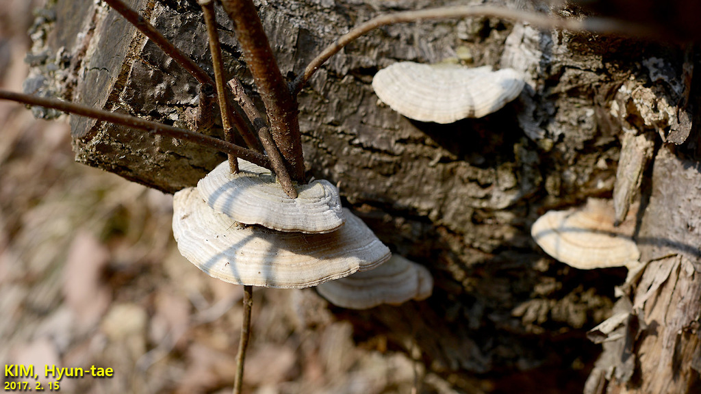 Trametes betulina · February 2017 · photo: © pintail (iNaturalist, cc-by)
