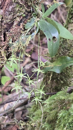 Aerangis pallidiflora H.Perrier 4