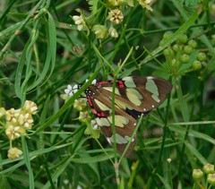 Phaloe cruenta