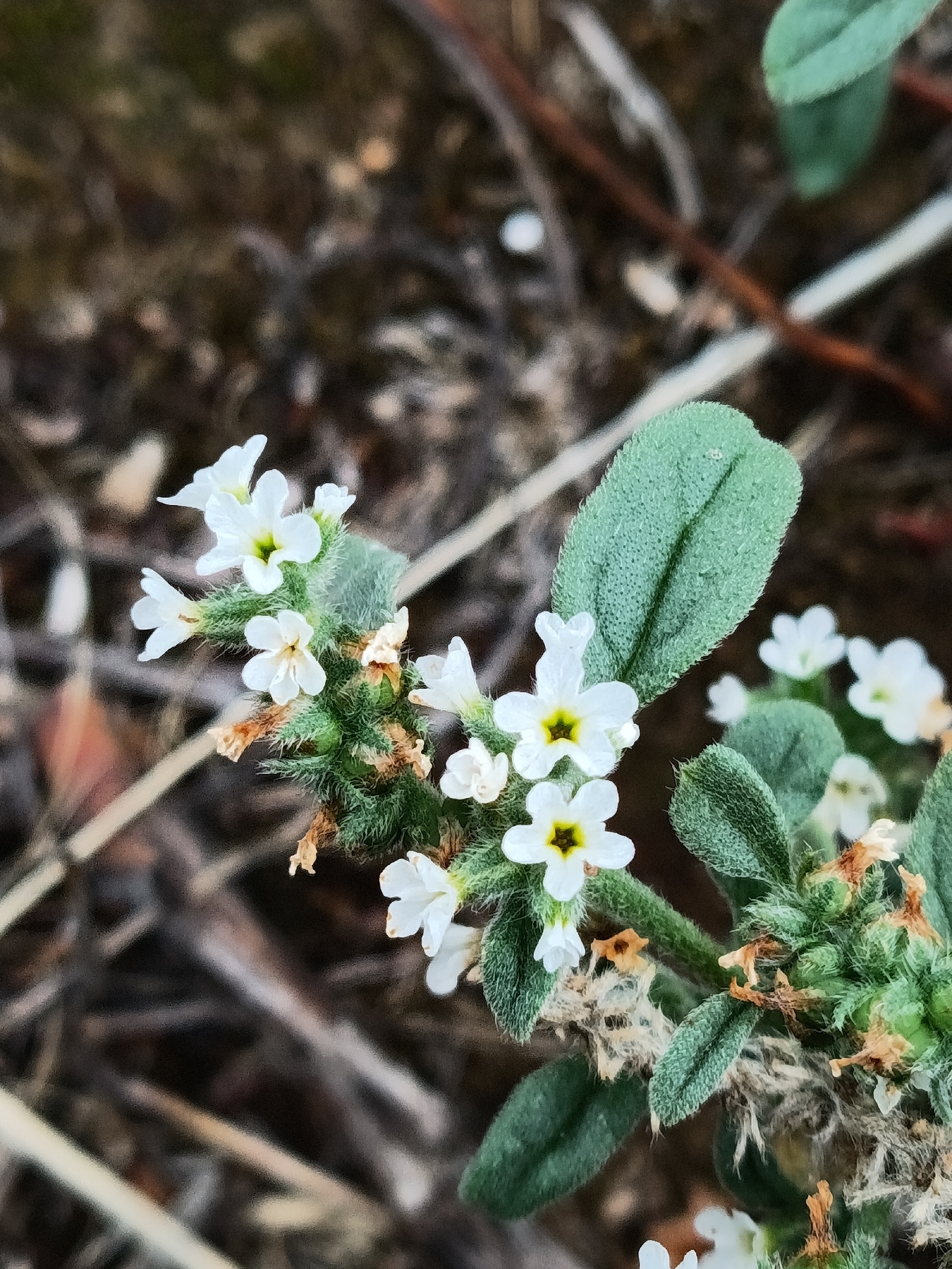 European Heliotrope (Heliotropium europaeum)