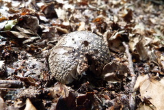 Amanita nothofagi