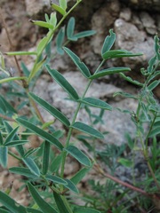 Astragalus gorczakovskii