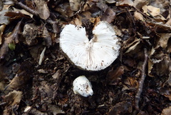 Amanita nothofagi