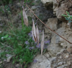 Astragalus gorczakovskii