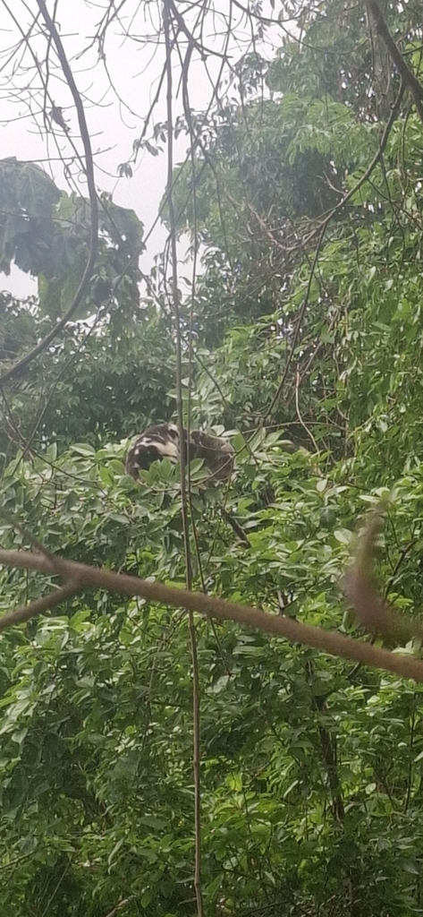 Common Spotted Cuscus (Spilocuscus maculatus)