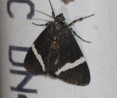 Coenotoca subaspersa