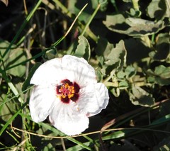 Pavonia cymbalaria