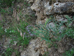 Astragalus gorczakovskii