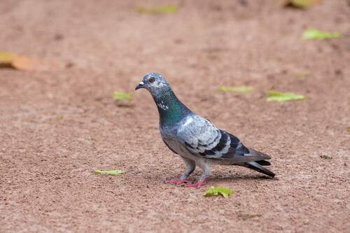 Feral Pigeon