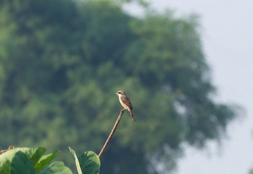 Brown Shrike