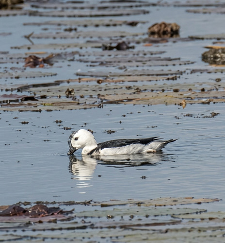 Cotton Pygmy-Goose