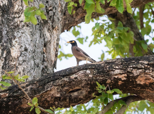 Common Myna