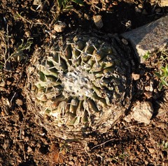 Parodia erinaceus