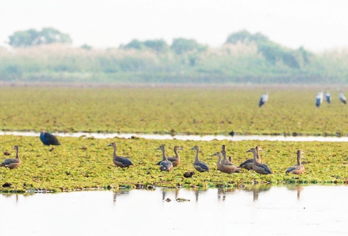 Lesser Whistling-Duck