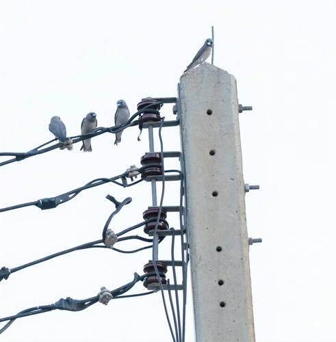 Ashy Woodswallow