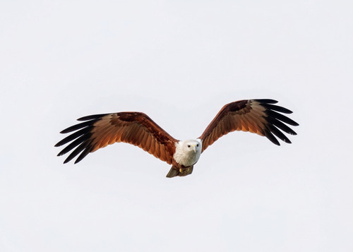 Brahminy Kite