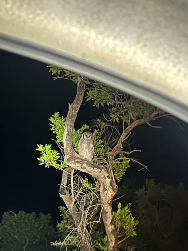 Verreaux's Eagle-Owl