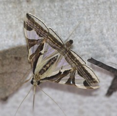 Agrioglypta excelsalis