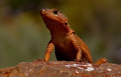 Karusasaurus polyzonus