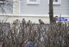 Passer montanus