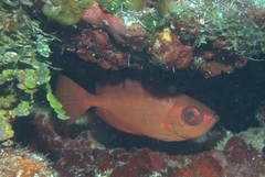 Heteropriacanthus cruentatus