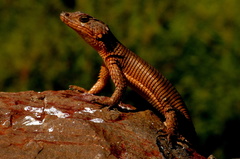 Karusasaurus polyzonus