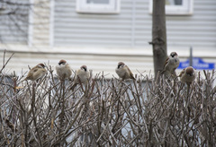 Passer montanus
