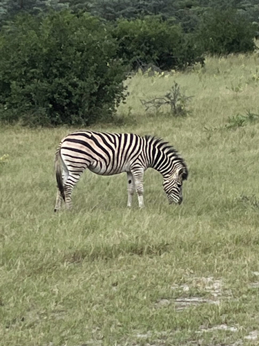 Plains Zebra
