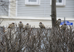 Passer montanus