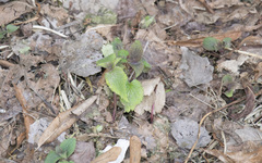 Lamium album