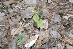 Lamium album