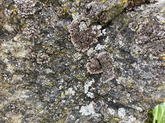 Physconia isidiigera