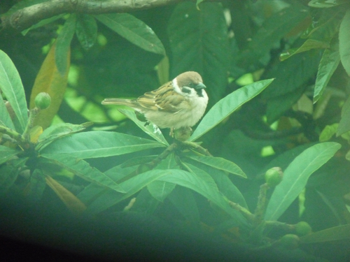 Eurasian Tree Sparrow