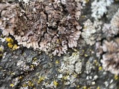 Physconia isidiigera