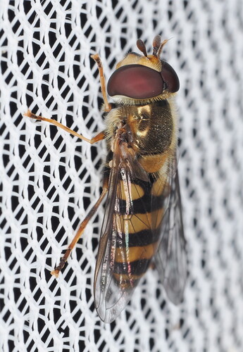 Unknown species found near Norman, OK, USA
