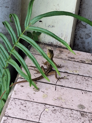 Indian Garden Lizard