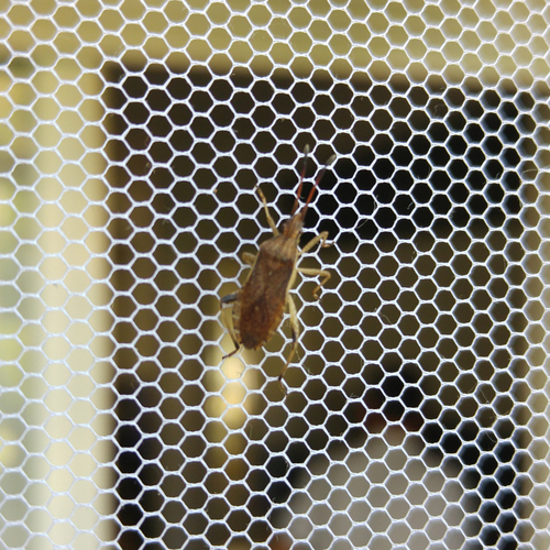 Photo of Slender-horned Leatherbug (Ceraleptus lividus)