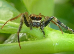 Trite auricoma