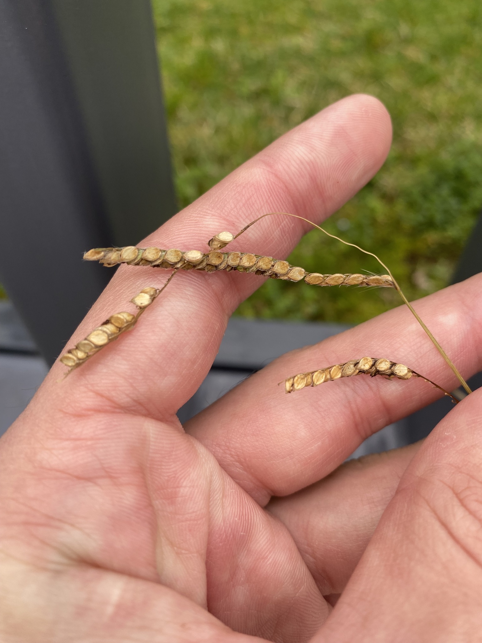Dallis Grass (Paspalum dilatatum)