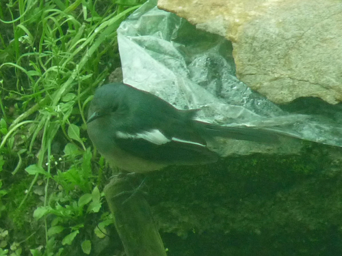 Oriental Magpie-Robin