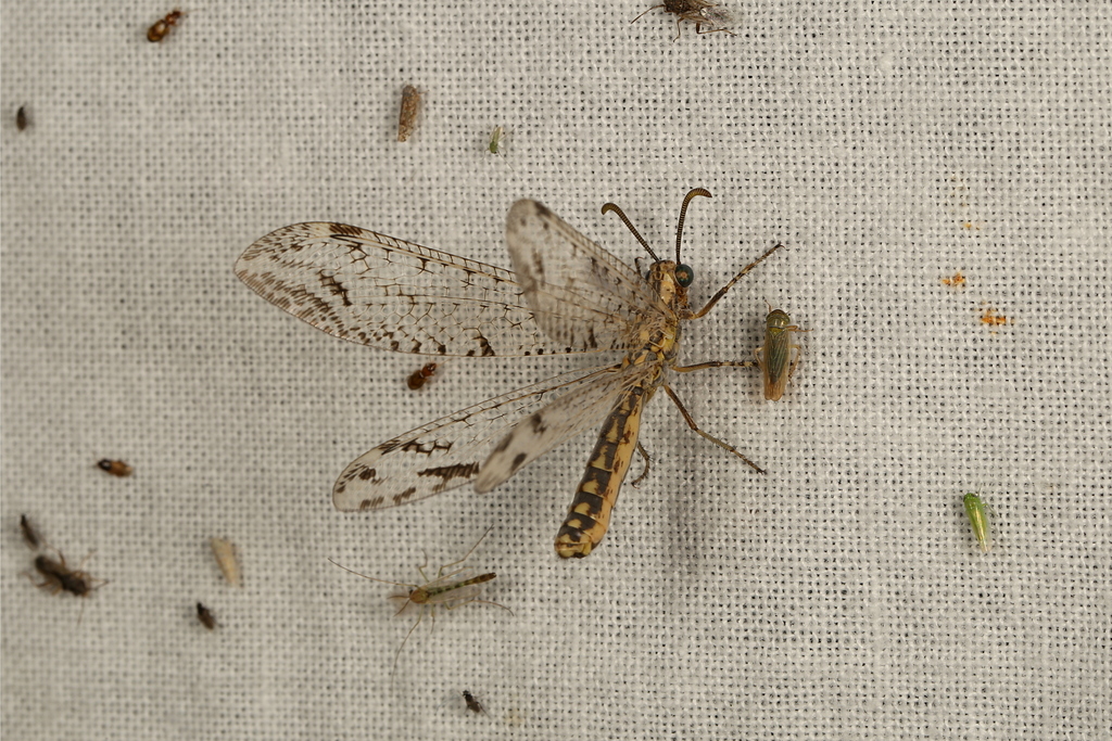 Austrogymnocnemia