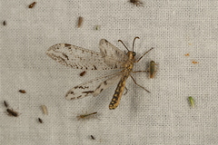 Austrogymnocnemia maculata