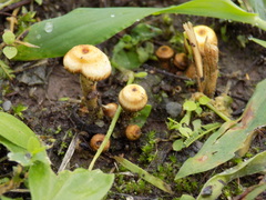 Fungi