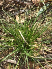 Carex xerophila